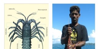 Siklus Hidup Lobster Air Laut Nelayan menangkap lobster air laut.