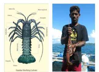 Siklus Hidup Lobster Air Laut Nelayan menangkap lobster air laut.
