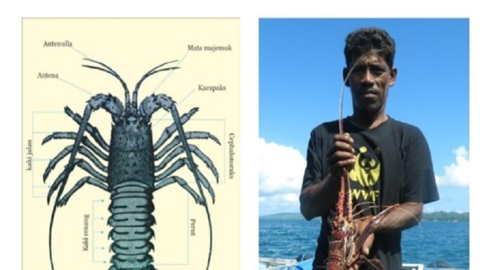 Siklus Hidup Lobster Air Laut Nelayan menangkap lobster air laut.