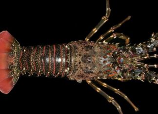 Enam Spesies Lobster Air Laut di Indonesia Nama perdagangan atau internasional lobster pasir ini adalah green scalloped rock lobster.