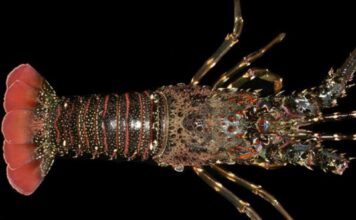 Enam Spesies Lobster Air Laut di Indonesia Nama perdagangan atau internasional lobster pasir ini adalah green scalloped rock lobster.