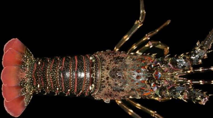 Enam Spesies Lobster Air Laut di Indonesia Nama perdagangan atau internasional lobster pasir ini adalah green scalloped rock lobster.