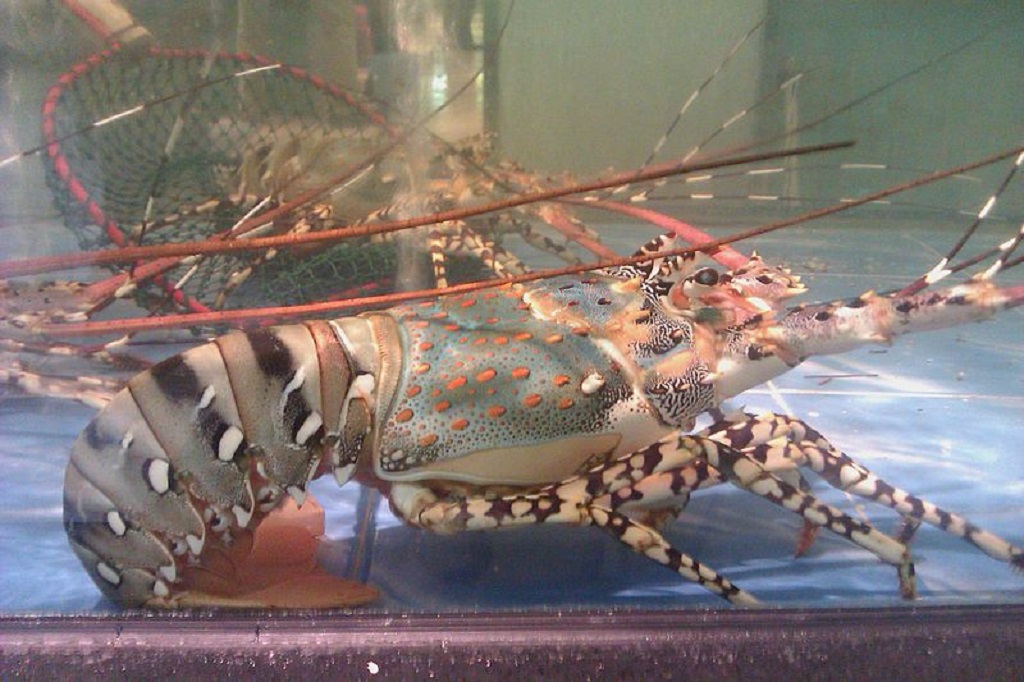 Nama perdagangan atau internasional lobster mutiara adalah green, fine pale spotted, atau zebra legs.