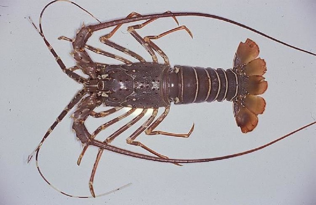 Lobster pakistan ini hidup di perairan dangkal.
