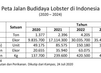 Prediksi Produksi Budidaya Lobster di Indonesia Pelepasliaran ini dimaksudkan untuk menjaga kelestarian atau keberlanjutan populasi lobster di Indonesia.