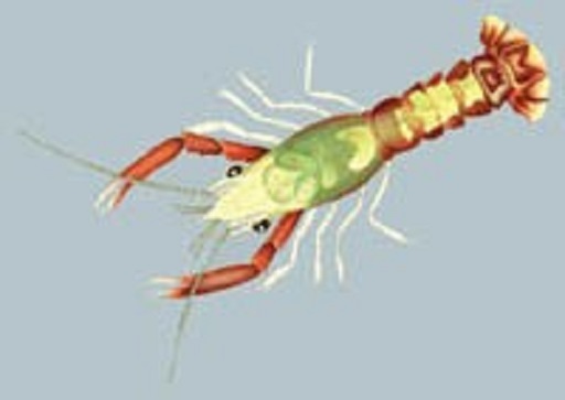 Puerulus (baby lobster) yang banyak diekspor untuk dibesarkan.