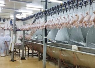 Penerapan Cara yang Baik di Rumah Potong Hewan Unggas Rumah potong hewan unggas merupakan salah satu rantai produksi produk hewan yang wajib menerapkan cara yang baik.