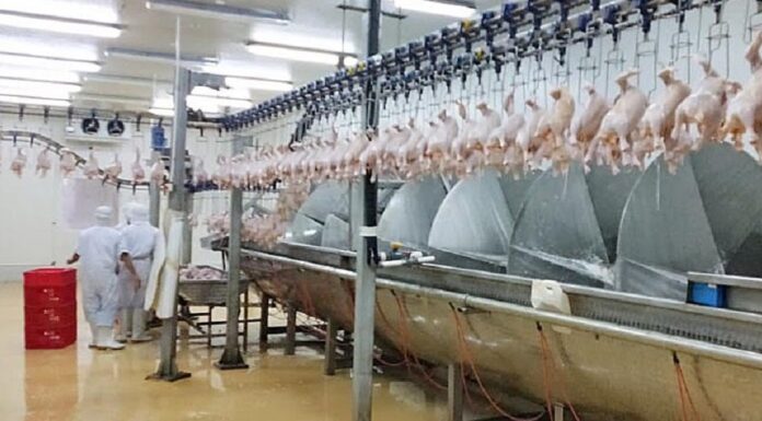 Penerapan Cara yang Baik di Rumah Potong Hewan Unggas Rumah potong hewan unggas merupakan salah satu rantai produksi produk hewan yang wajib menerapkan cara yang baik.