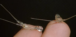 Tiga Segmen Budidaya Lobster Air Laut Lobster yang banyak dibudidayakan adalah spesies lobster mutiara (Panulirus ornatus), lobster pasir (Panulirus homarus), dan lobster batik (Panulirus longipes).