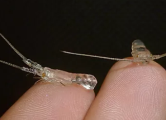 Tiga Segmen Budidaya Lobster Air Laut Lobster yang banyak dibudidayakan adalah spesies lobster mutiara (Panulirus ornatus), lobster pasir (Panulirus homarus), dan lobster batik (Panulirus longipes).