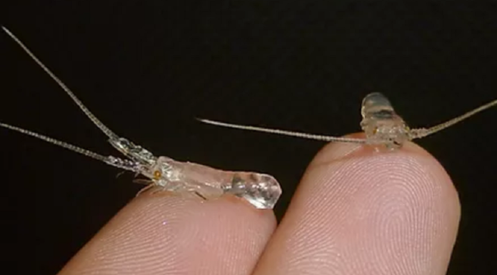 Tiga Segmen Budidaya Lobster Air Laut Lobster yang banyak dibudidayakan adalah spesies lobster mutiara (Panulirus ornatus), lobster pasir (Panulirus homarus), dan lobster batik (Panulirus longipes).