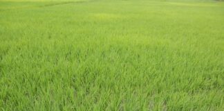 Produktivitas Padi di 10 Negara Produsen Produktivitas padi diukur dengan hasil padi dalam ton gabah kering giling per satuan hektar.