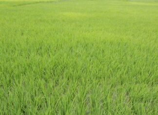 Produktivitas Padi di 10 Negara Produsen Produktivitas padi diukur dengan hasil padi dalam ton gabah kering giling per satuan hektar.