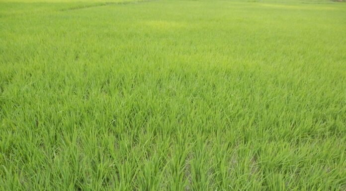 Produktivitas Padi di 10 Negara Produsen Produktivitas padi diukur dengan hasil padi dalam ton gabah kering giling per satuan hektar.