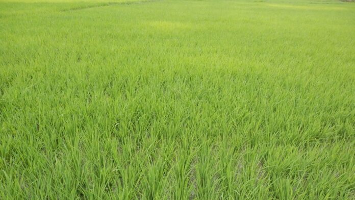 Produktivitas padi diukur dengan hasil padi dalam ton gabah kering giling per satuan hektar.