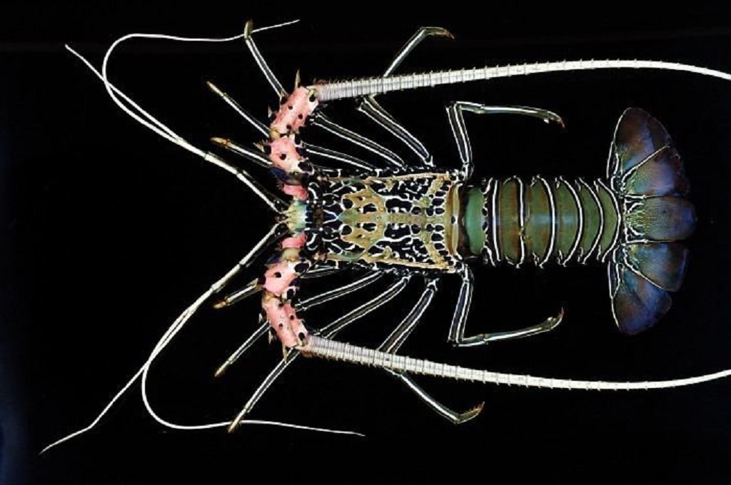 Nama perdagangan atau internasional lobster bambu adalah spiny lobster.