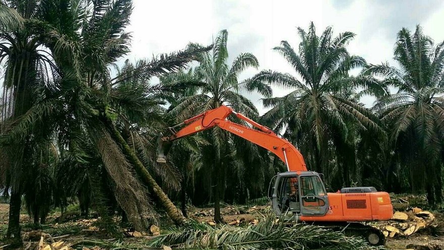 Kelapa sawit merupakan salah satu unggulan subsektor perkebunan di Kabupaten Bengkulu Selatan.