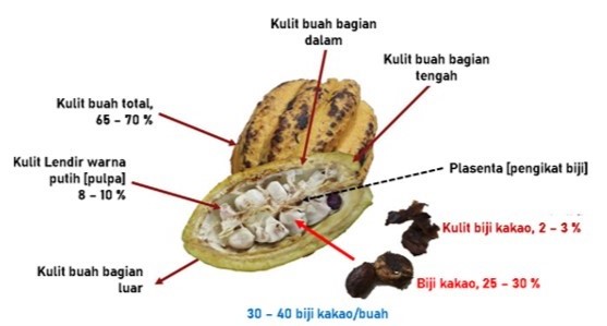 Anatomi buah kakao yang terdiri atas kulit, plasenta, dan biji kakao.