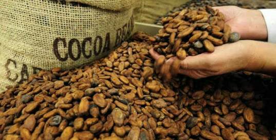 Jamur dan hama dapat menurunkan mutu biji kakao kering.