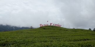 Pemetikan Pucuk Teh Dari pemetikan produksi teh, dapat diolah menjadi teh putih, teh hijau, teh oolong, dan teh hitam.
