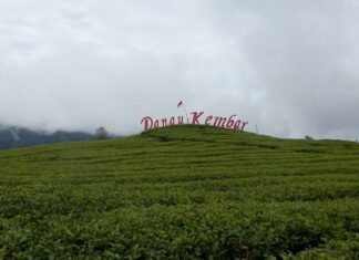 Pemetikan Pucuk Teh Dari pemetikan produksi teh, dapat diolah menjadi teh putih, teh hijau, teh oolong, dan teh hitam.