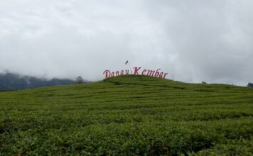 Pemetikan Pucuk Teh Dari pemetikan produksi teh, dapat diolah menjadi teh putih, teh hijau, teh oolong, dan teh hitam.