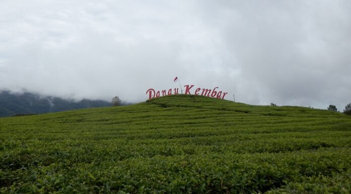 Pemetikan Pucuk Teh Dari pemetikan produksi teh, dapat diolah menjadi teh putih, teh hijau, teh oolong, dan teh hitam.