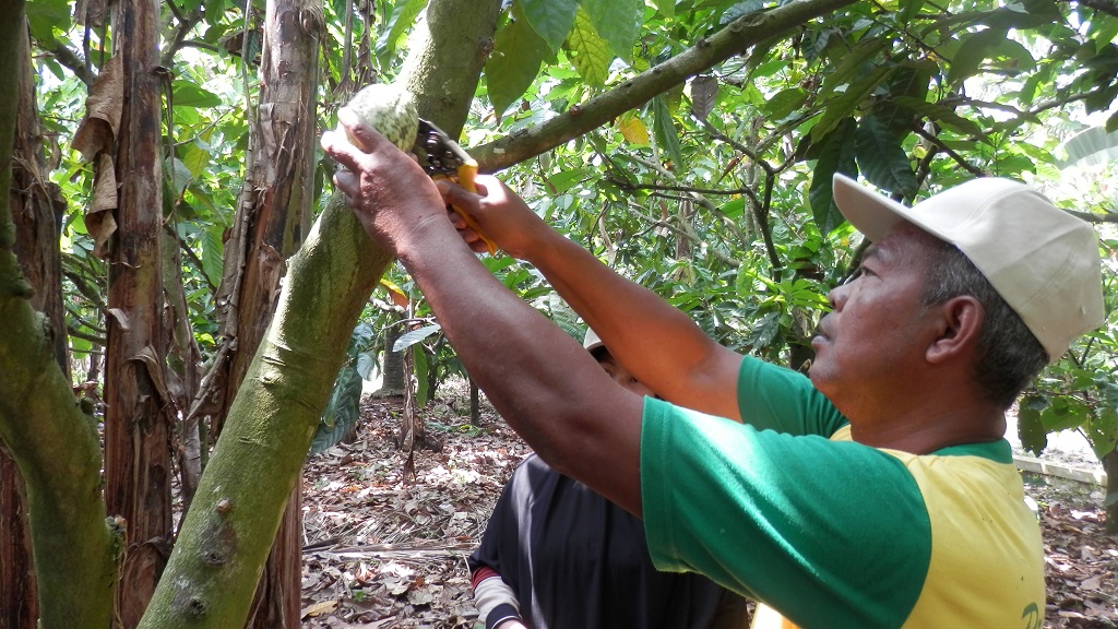 Sekitar 5 – 6 bulan setelah proses penyerbukan bunga jantan dan betina tanaman kakao, buah kakao siap panen.