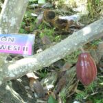 Dari Buah Menjadi Biji Kakao Kering Pengolahan buah kakao menjadi biji kakao kering berkadar air 7% merupakan tahap awal pengolahan kakao.