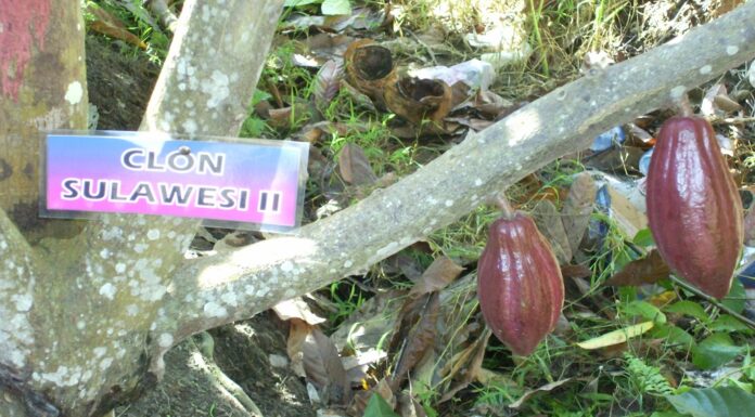 Dari Buah Menjadi Biji Kakao Kering Pengolahan buah kakao menjadi biji kakao kering berkadar air 7% merupakan tahap awal pengolahan kakao.