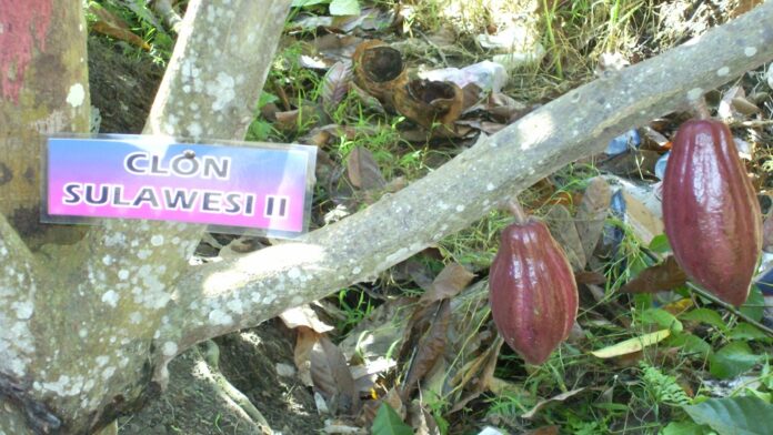 Pengolahan buah kakao menjadi biji kakao kering berkadar air 7% merupakan tahap awal pengolahan kakao.