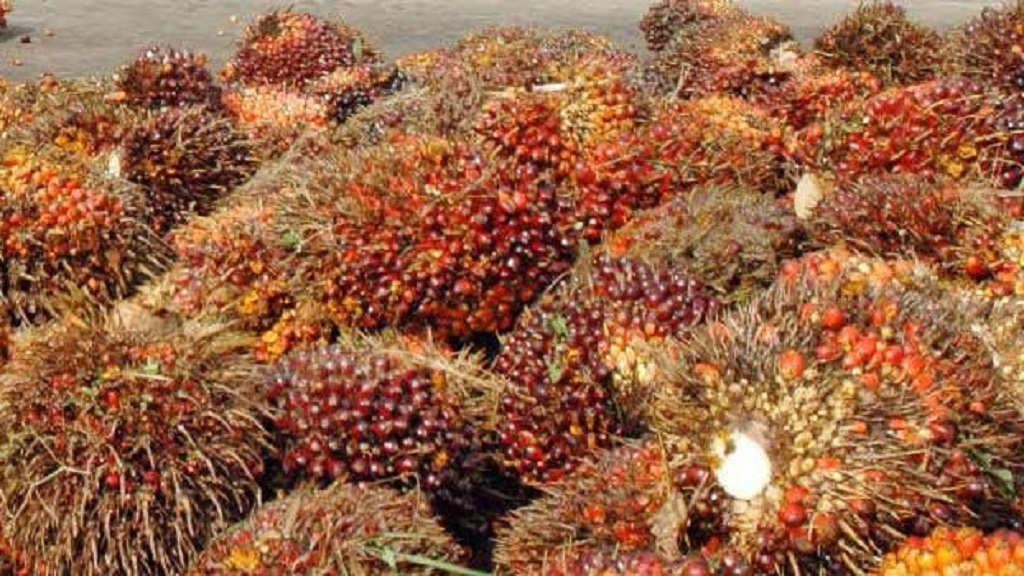 Buah kelapa sawit disebut dengan tandan buah segar (TBS) atau fresh fruit bunches (FFBs).
