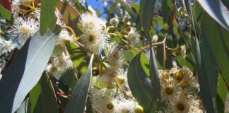 Bermula dari Balitbangtan, Petani Sejahtera Berkat Khasiat Eucalyptol Eucalyptol bekhasiat sebagai kandidat antivirus dan obat Covid-19.