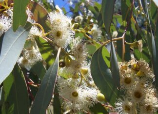 Bermula dari Balitbangtan, Petani Sejahtera Berkat Khasiat Eucalyptol Eucalyptol bekhasiat sebagai kandidat antivirus dan obat Covid-19.