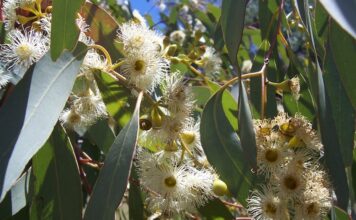 Bermula dari Balitbangtan, Petani Sejahtera Berkat Khasiat Eucalyptol Eucalyptol bekhasiat sebagai kandidat antivirus dan obat Covid-19.