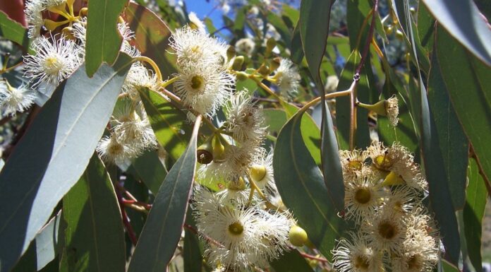 Bermula dari Balitbangtan, Petani Sejahtera Berkat Khasiat Eucalyptol Eucalyptol bekhasiat sebagai kandidat antivirus dan obat Covid-19.