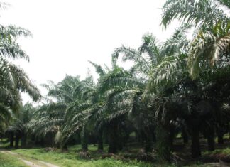 Ini Dia Proses Produksi Minyak Kelapa Sawit Masa produktif tanaman kelapa sawit sekitar 25 – 30 tahun.