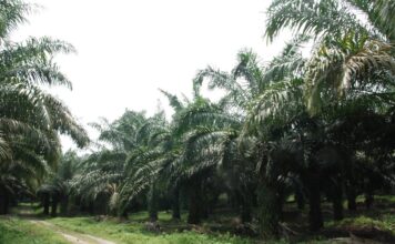 Ini Dia Proses Produksi Minyak Kelapa Sawit Masa produktif tanaman kelapa sawit sekitar 25 – 30 tahun.