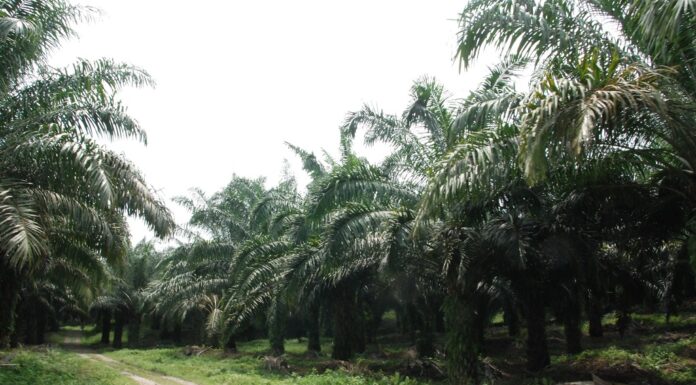 Kelapa Sawit Lokomotif Ekonomi Masa Pandemi Covid-19 Masa produktif tanaman kelapa sawit sekitar 25 – 30 tahun.