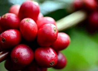 Cerita Buah Ceri Menjadi Bubuk Kopi Pengolahan buah kopi ceri menjadi biji kopi kering melalui proses basah, kering, atau semi-basah.