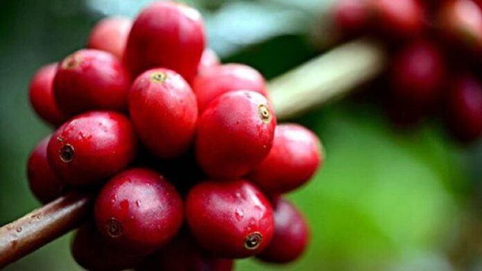 Pengolahan buah kopi ceri menjadi biji kopi kering melalui proses basah, kering, atau semi-basah.
