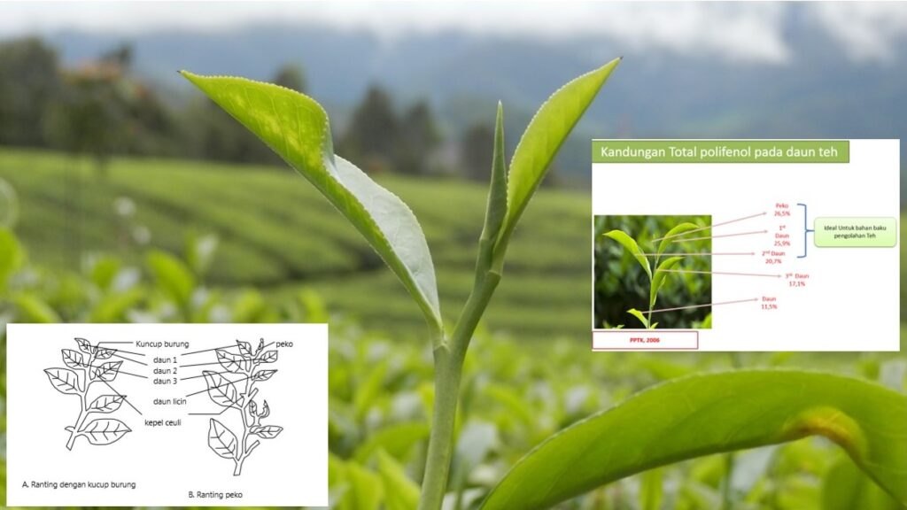 Peko dan daun muda tanaman teh serta kandungan polifenolnya.