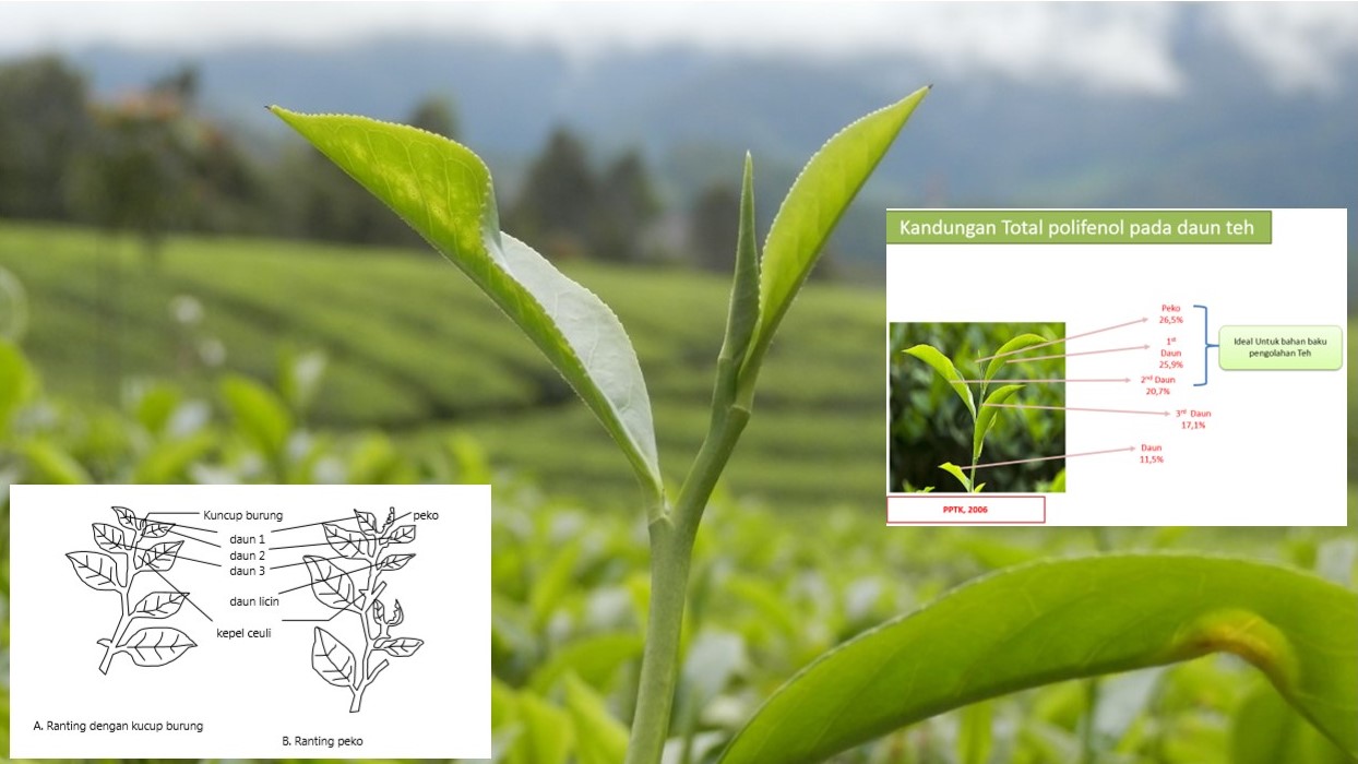 Prinsip dasar pengolahan kedua teh hijau ini adalah inaktivitasi enzim polifenol oksidase agar tidak terjadi proses oksidasi enzimatis pada pucuk daun teh segar.