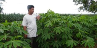 Pohon Industri dan Varietas Unggul Ubi Kayu Produktivitas tanaman ubi kayu varietas Darul Hidayah sekitar 100 ton per hektar.