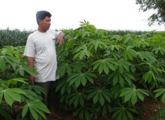 Pohon Industri dan Varietas Unggul Ubi Kayu Produktivitas tanaman ubi kayu varietas Darul Hidayah sekitar 100 ton per hektar.