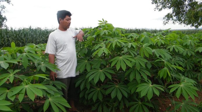 Pohon Industri dan Varietas Unggul Ubi Kayu Produktivitas tanaman ubi kayu varietas Darul Hidayah sekitar 100 ton per hektar.