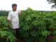 Pohon Industri dan Varietas Unggul Ubi Kayu Produktivitas tanaman ubi kayu varietas Darul Hidayah sekitar 100 ton per hektar.