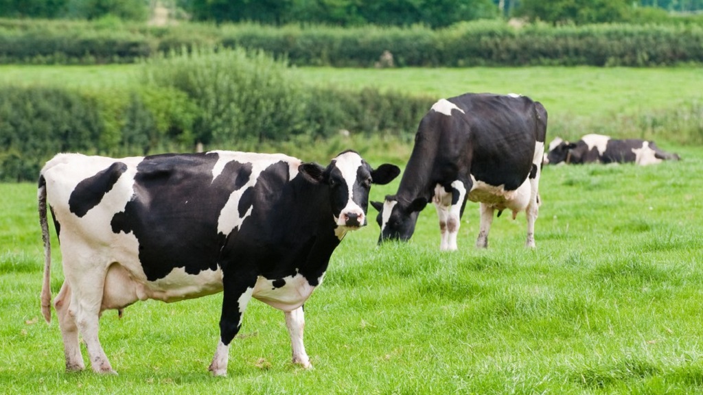 Sapi perah Friesian Holstein berasal dari Provinsi North Holland dan West Friesland di Belanda.