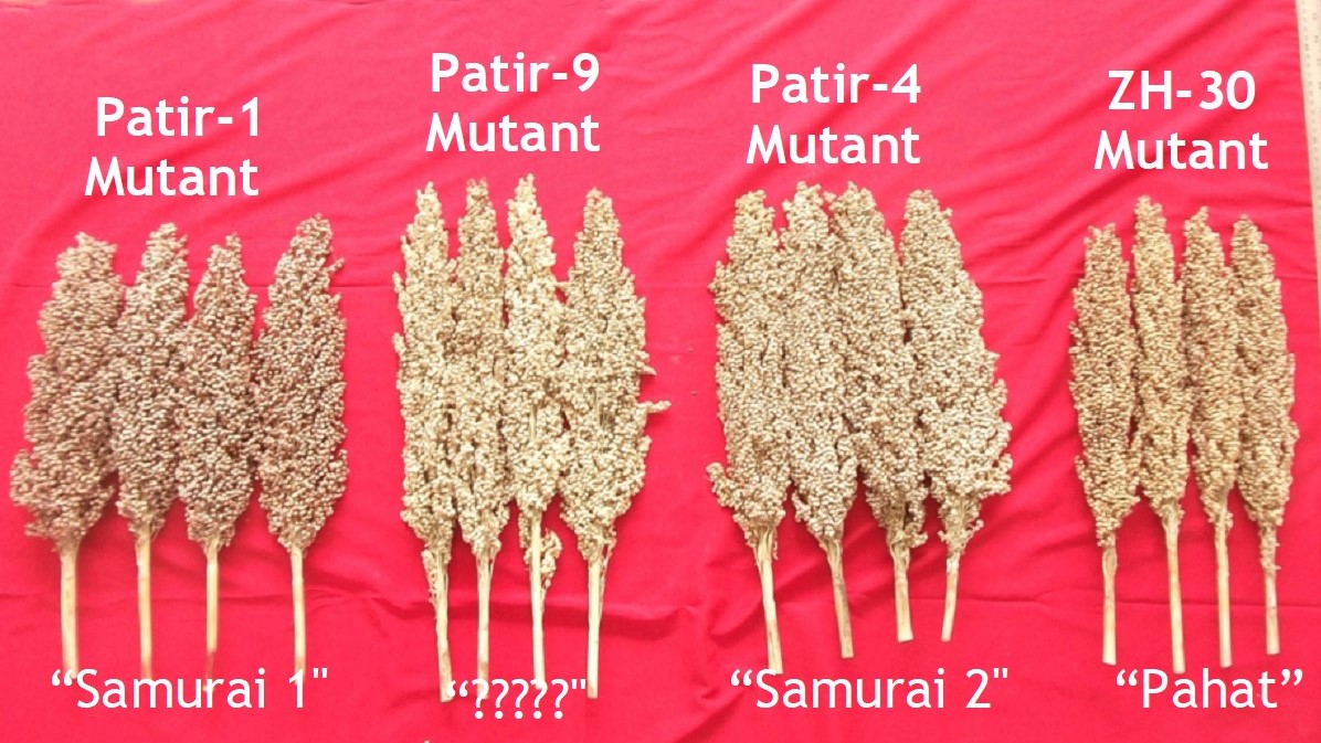 Dari hasil analisa, kadar nira Samurai 1 dan 2 lebih tinggi dari yang sudah ada seperti varietas Numbu dan Kawali.