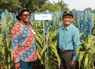 Pemuliaan Mutasi Sorgum untuk Kesejahteraan Masyarakat Sorgum varietas Pahat lebih terkenal di Afrika ketimbang di Indonesia.